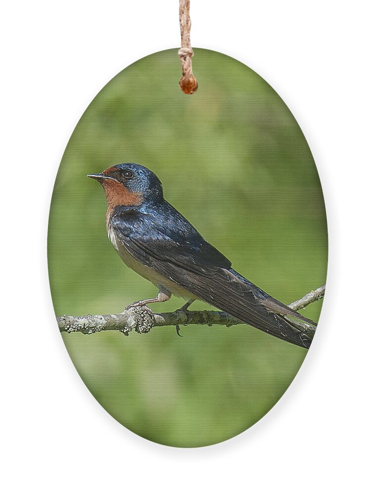 Marsh Ornament featuring the photograph Male Barn Swallow Hirundo rustica DSB262 by Gerry Gantt