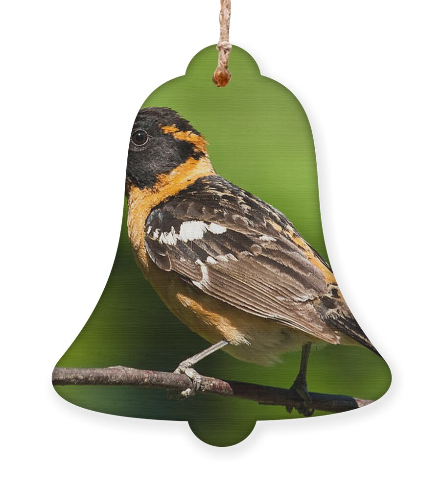 Animal Ornament featuring the photograph Male Black Headed Grosbeak in a Tree by Jeff Goulden