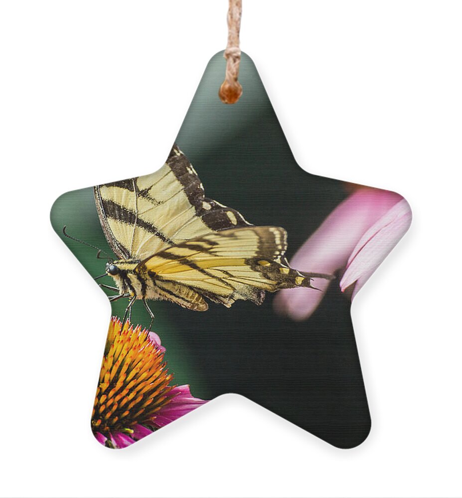 Butterfly Ornament featuring the photograph Male Eastern Tiger Swallowtail Butterfly by Photographic Arts And Design Studio