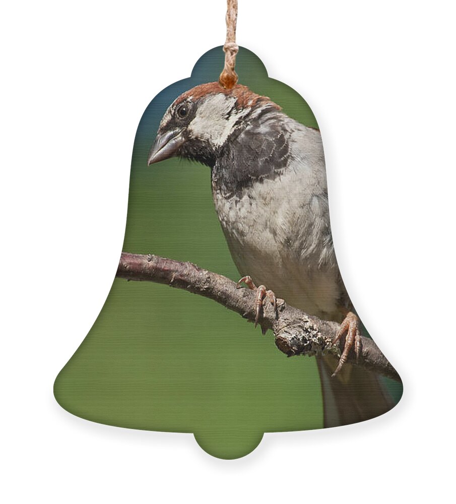 Animal Ornament featuring the photograph Male House Sparrow Perched in a Tree by Jeff Goulden