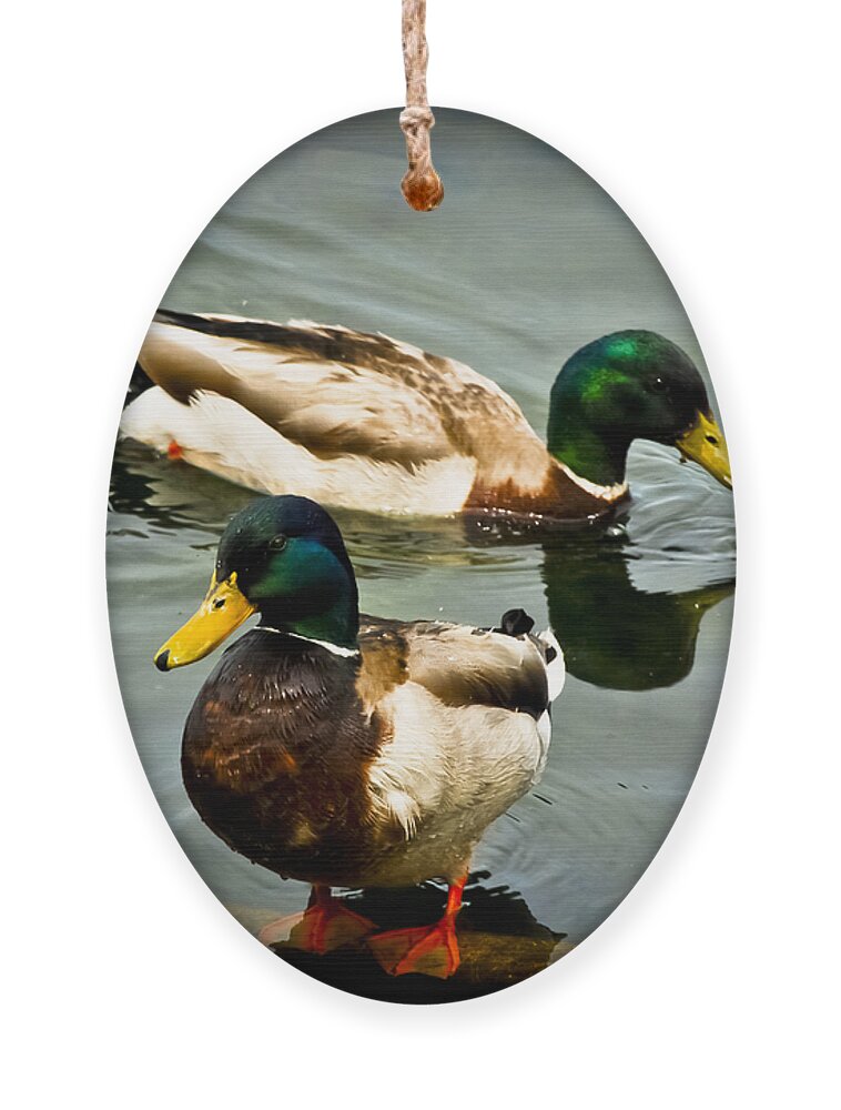 Avian Ornament featuring the photograph Mallards on Mendota by Christi Kraft