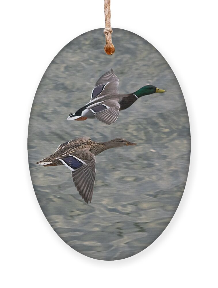 Ducks Ornament featuring the photograph Mallards on the Move by Holden The Moment