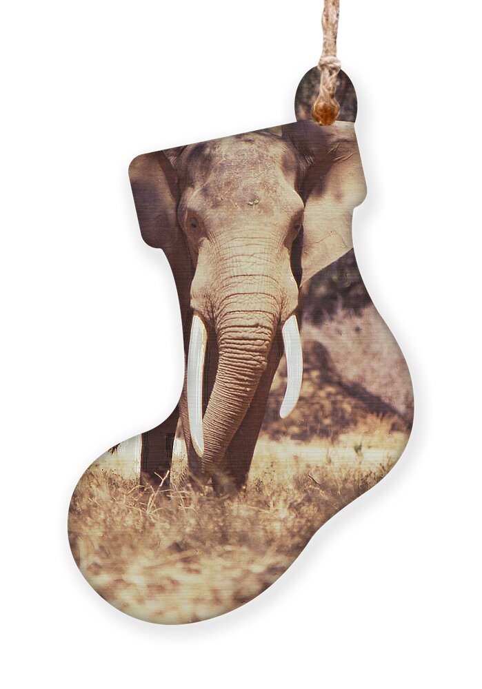 Mana Pools Ornament featuring the photograph Mana Pools Elephant by Jeremy Hayden