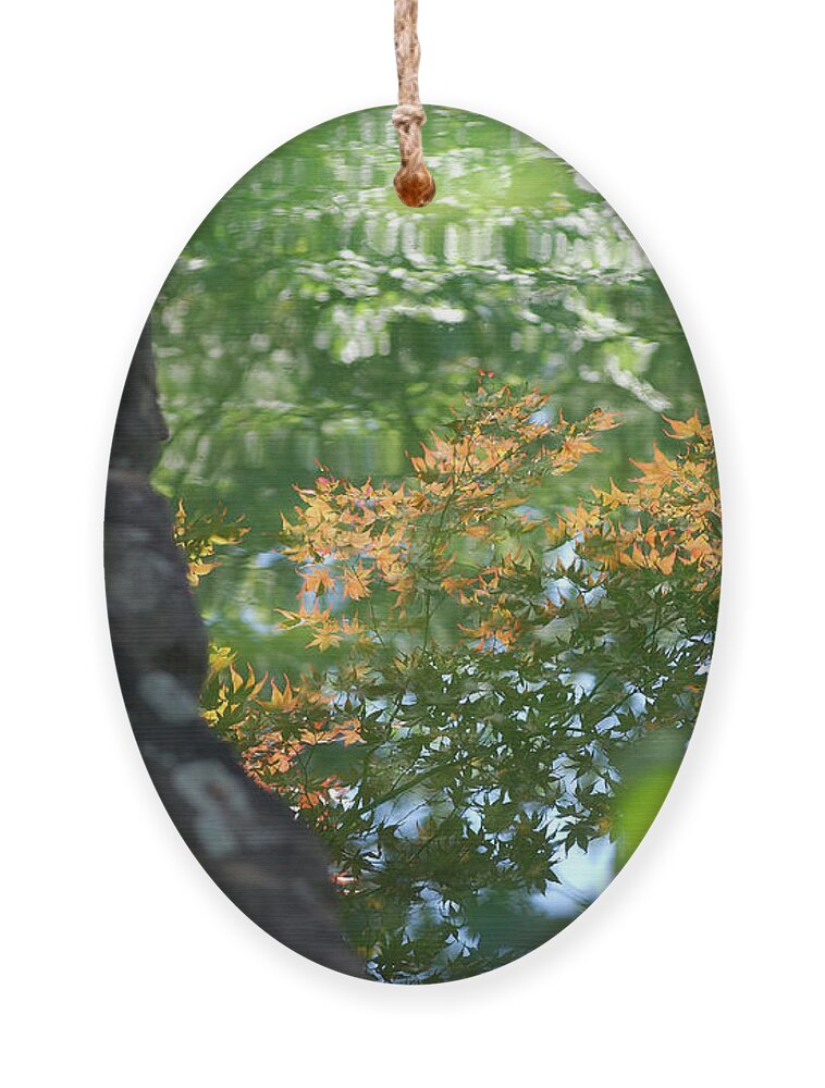 Maple Ornament featuring the photograph Maple Reflections by Sharon Elliott