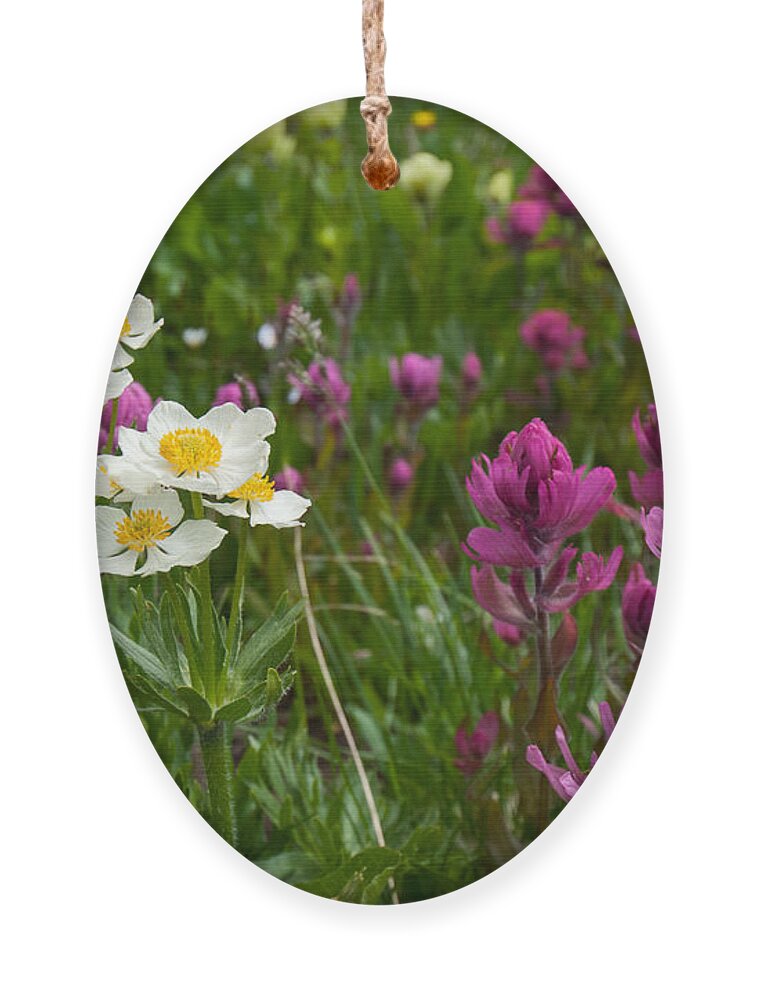 Narcissus Anemone Ornament featuring the photograph Narcissus Anemone and Rosy Paintbrush by Cascade Colors
