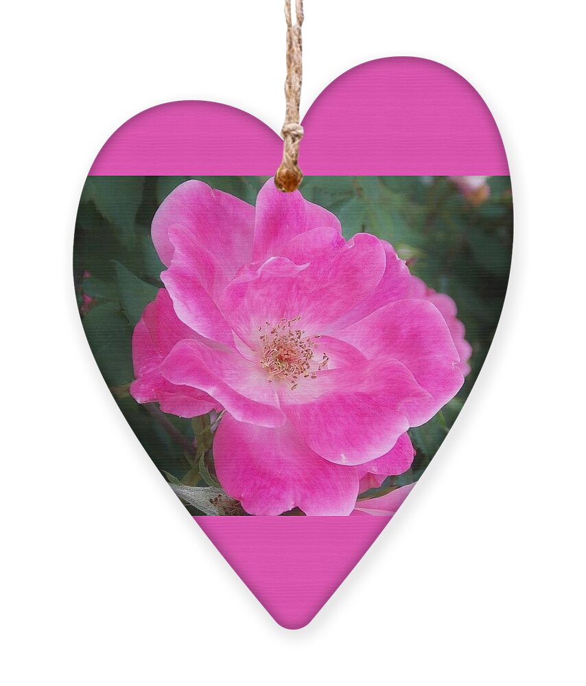 Postcard Ornament featuring the digital art Pink Rose Of Mary Windows From Heaven by Matthew Seufer
