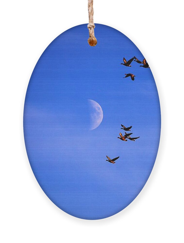 Pink-footed Geese Ornament featuring the photograph Migration by Gavin Macrae