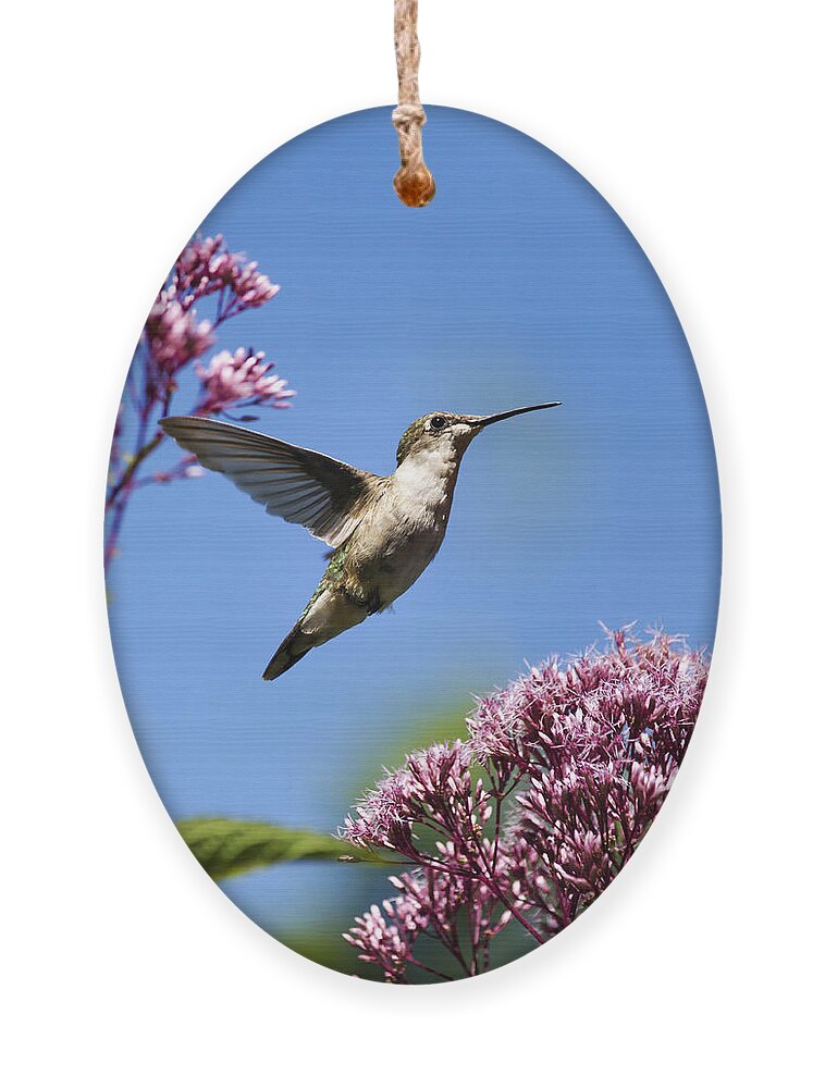Hummingbird Ornament featuring the photograph Modern Beauty by Christina Rollo