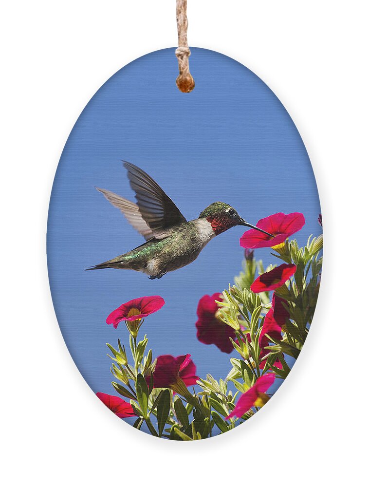 Hummingbird Ornament featuring the photograph Moments of Joy by Christina Rollo