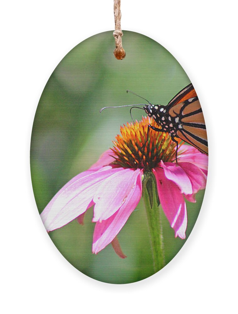Monarch Ornament featuring the photograph Monarch Butterfly on Coneflower by Karen Adams