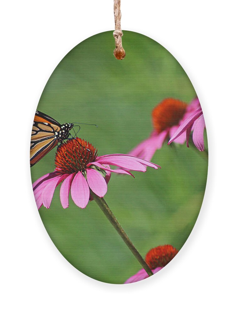 Monarch Ornament featuring the photograph Monarch on Garden Coneflowers by Karen Adams
