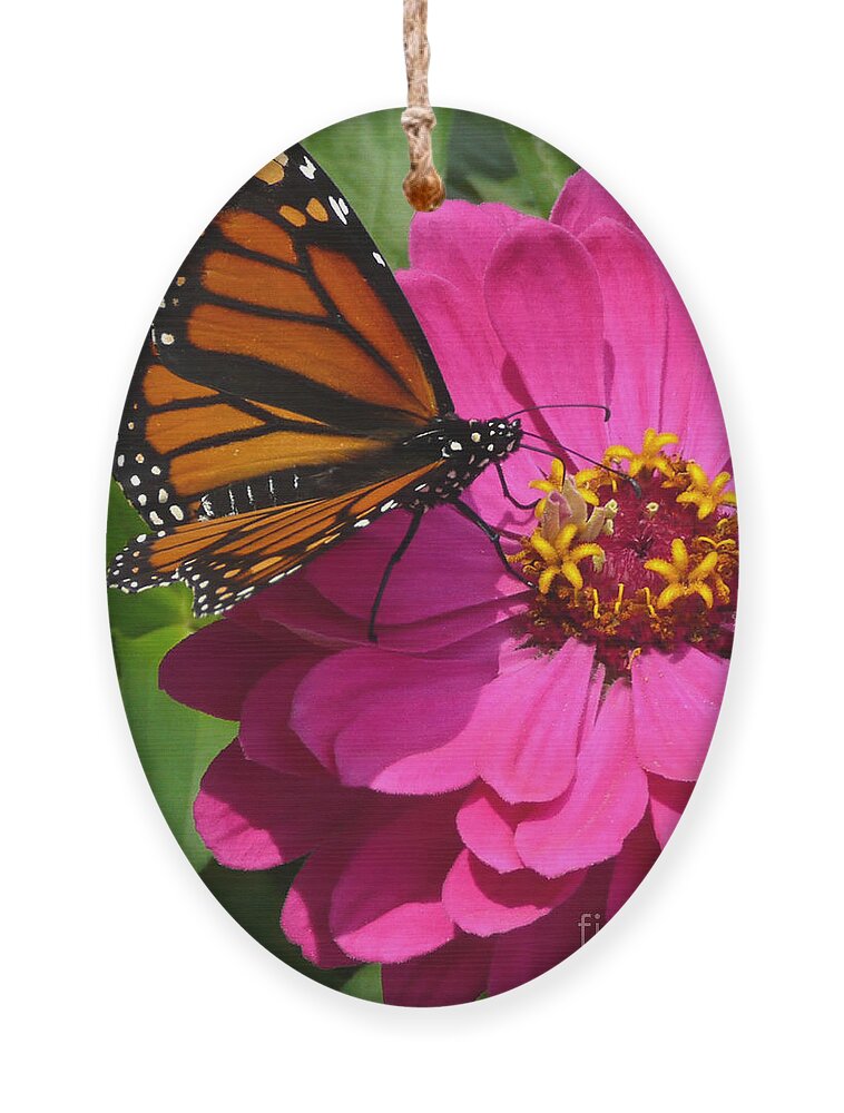 Monarch Ornament featuring the photograph Monarch on Pink by Jayne Carney