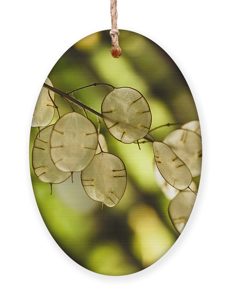 Backlit Ornament featuring the photograph Money on Trees by Christi Kraft