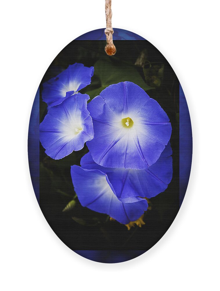 Morning Glory Ornament featuring the photograph Moonglow on blue by Jeff Folger
