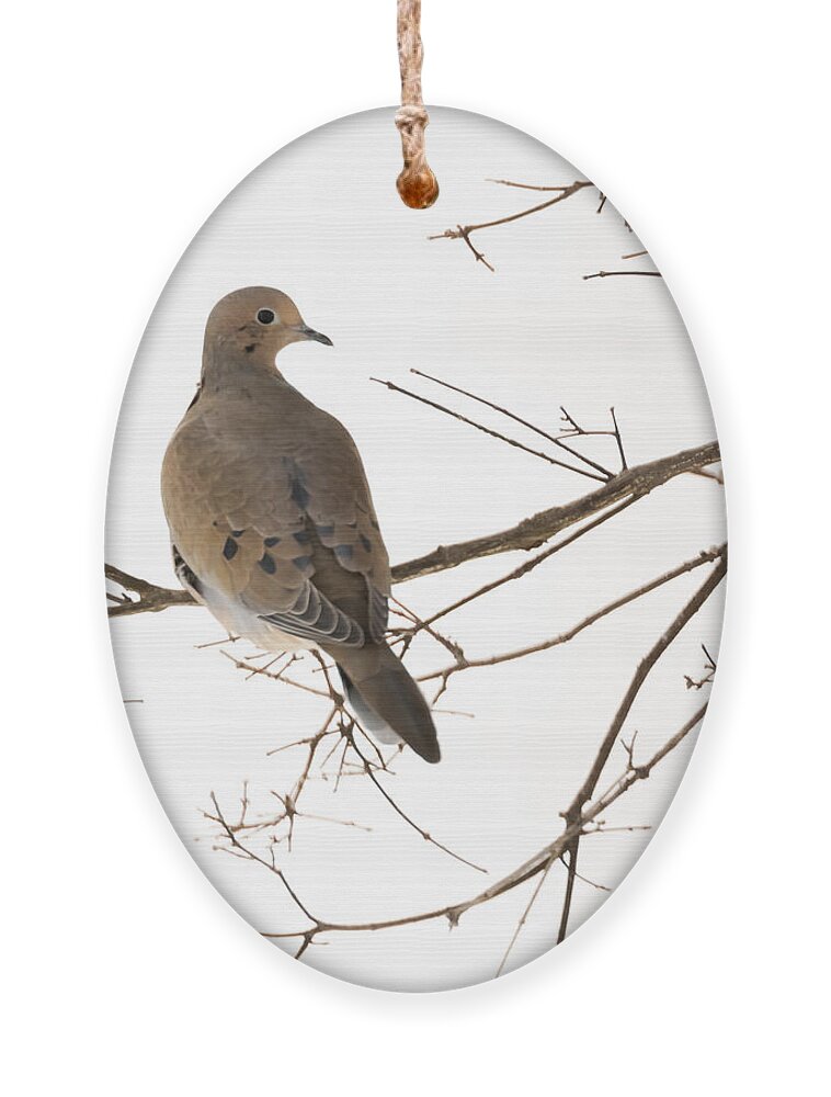 Jan Holden Ornament featuring the photograph Mourning Dove by Holden The Moment