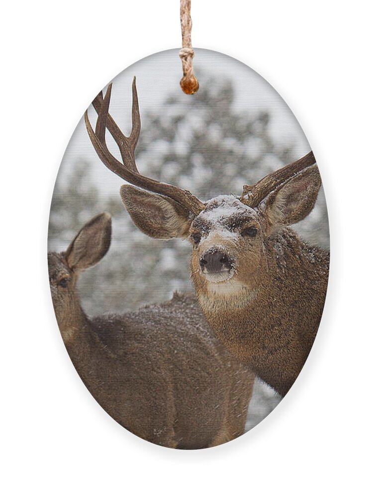 Mule Deer Ornament featuring the photograph Mr. and Mrs. by Jim Garrison