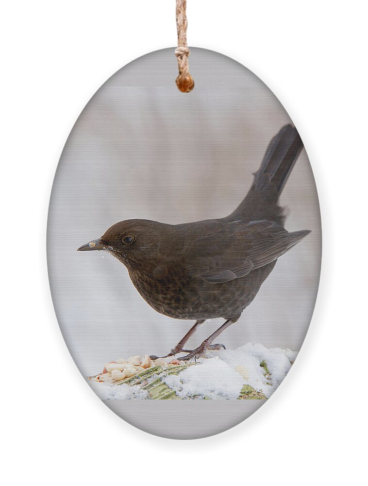 Mrs Blackbird And Peanuts Ornament featuring the photograph Mrs Blackbird and the peanuts by Torbjorn Swenelius