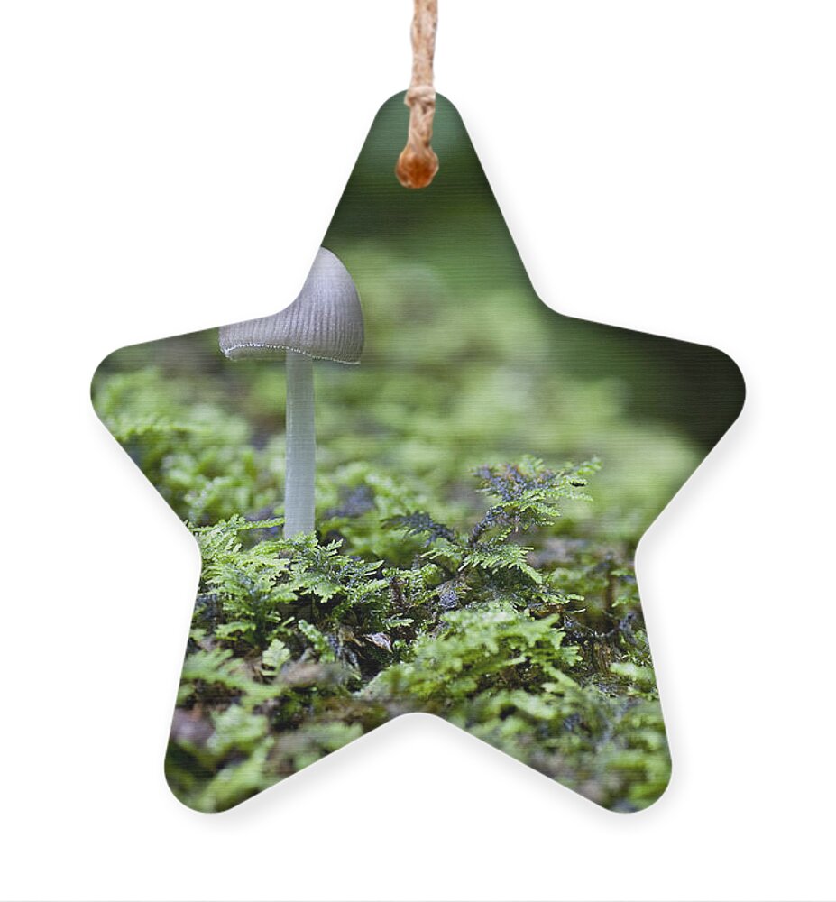 Ridgeway Ornament featuring the photograph Mushroom by Steven Ralser