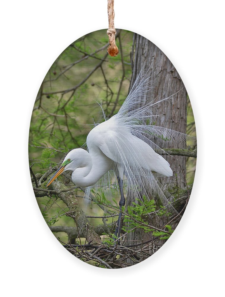 Egret Ornament featuring the photograph My Beautiful Plumage by Kathy Baccari