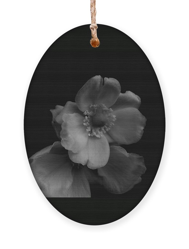 Baby Rose Ornament featuring the photograph My Fair Lady by Yuka Kato