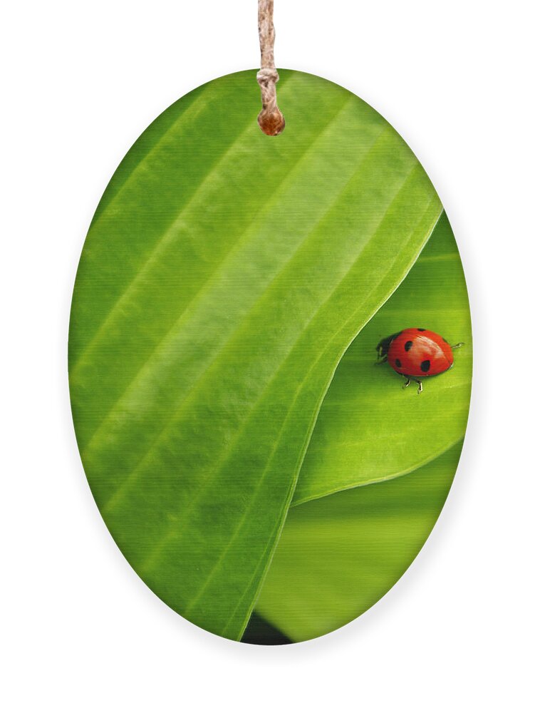 Ladybug Ornament featuring the photograph Naturellement Complementaire by Aimelle Ml