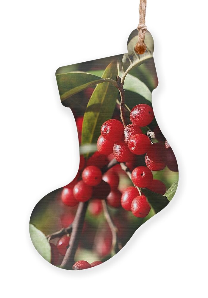 Red Berries Ornament featuring the photograph Natures Gift of Red Berries by Jeremy Hayden