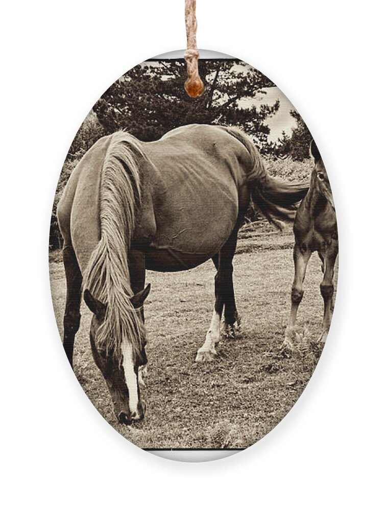 Foal Ornament featuring the photograph New blood by Weston Westmoreland