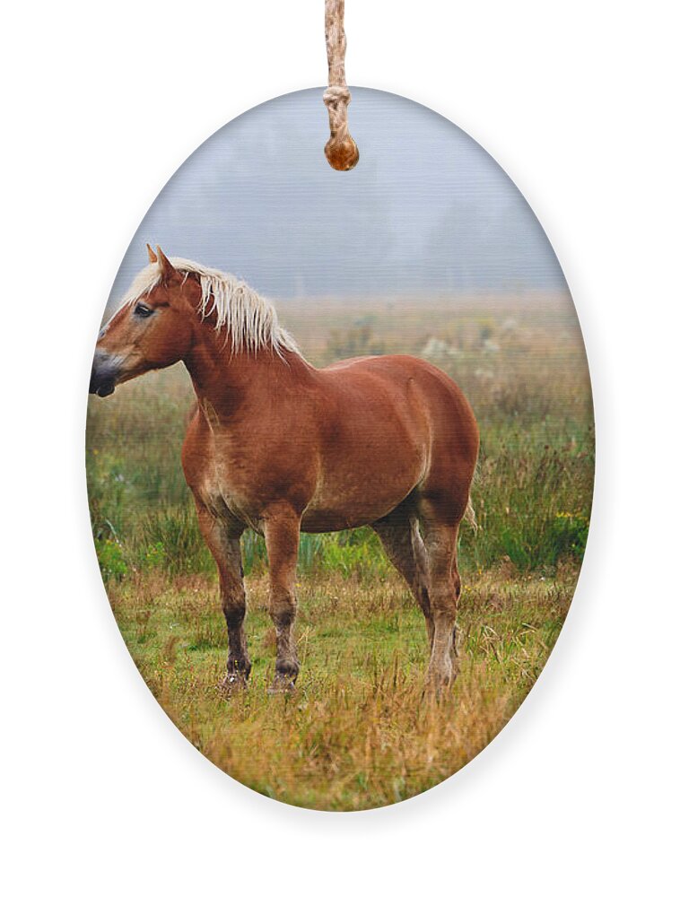 Horse Ornament featuring the photograph New Brunswick Horse by Ben Graham
