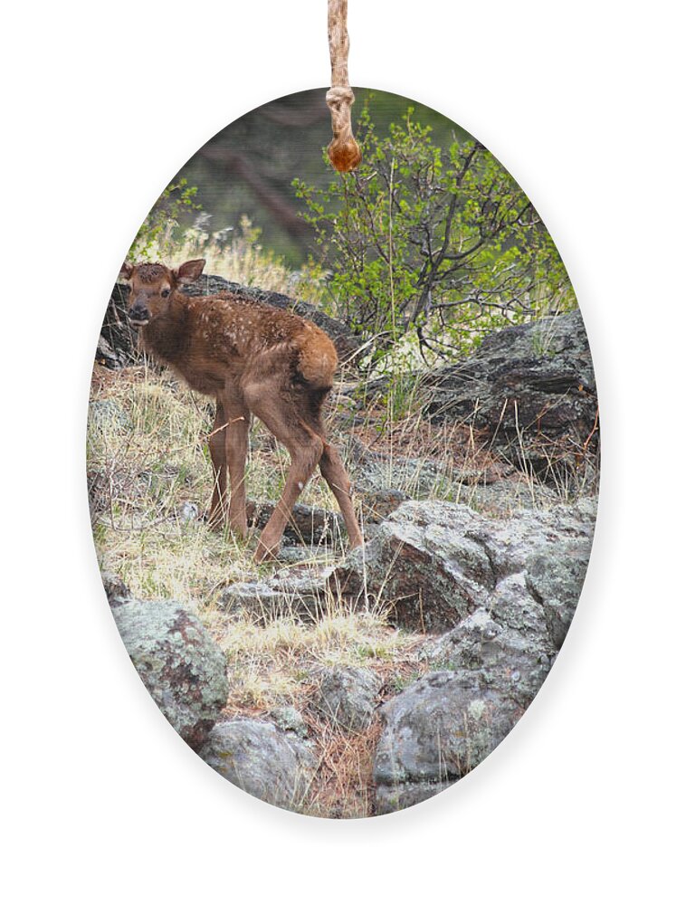 Elk Ornament featuring the photograph Newborn Elk Calf by Shane Bechler