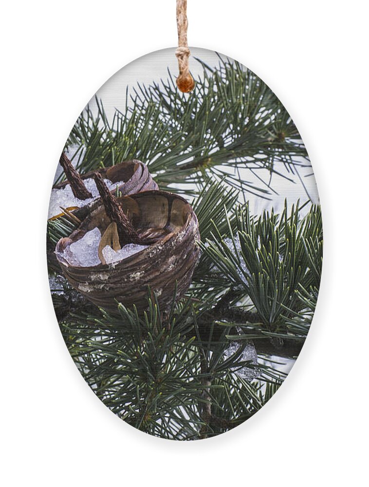 Fir Ornament featuring the photograph Nibbled by Spikey Mouse Photography