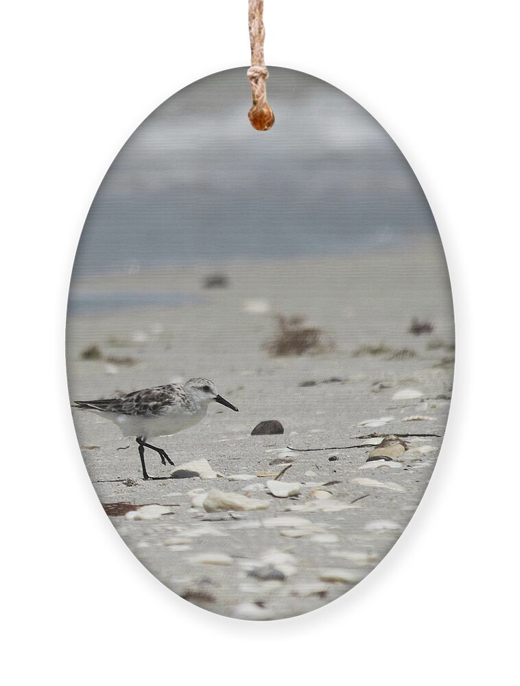 susan Molnar Ornament featuring the photograph Nokomis Beach Piper by Susan Molnar