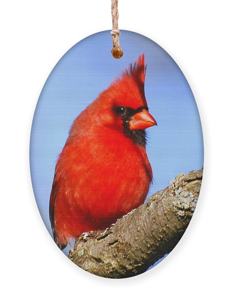 Northern Cardinal Ornament featuring the photograph Northern Cardinal by Christina Rollo
