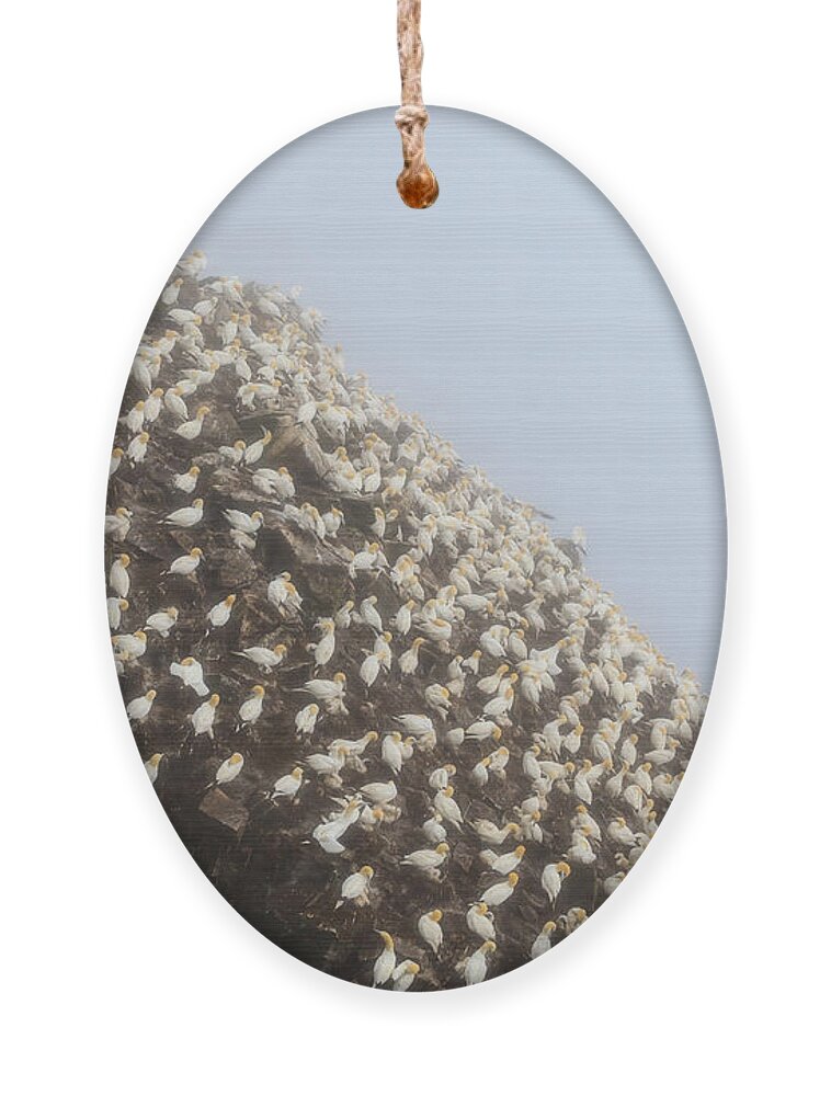 Northern Gannet Ornament featuring the photograph Northern Gannet Colony by Perla Copernik