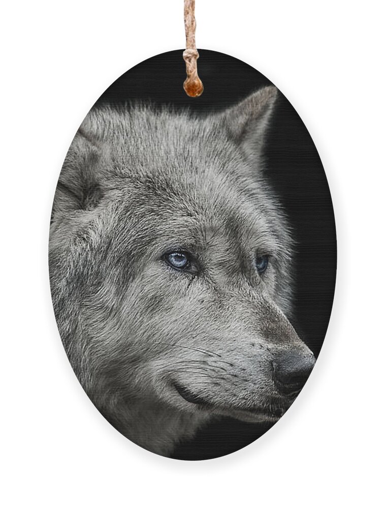 Wolf Ornament featuring the photograph Old blue eyes by Paul Neville