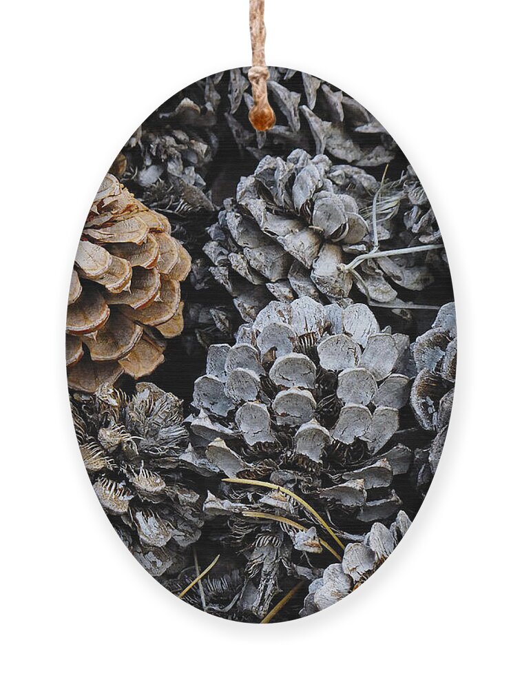 Pinecones Ornament featuring the photograph Old Pinecones by Kae Cheatham