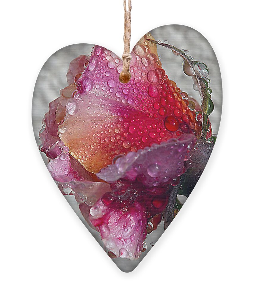 Roses Ornament featuring the photograph Olde English by Joe Schofield