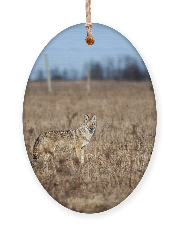 Nina Stavlund Ornament featuring the photograph On the Prowl.. by Nina Stavlund