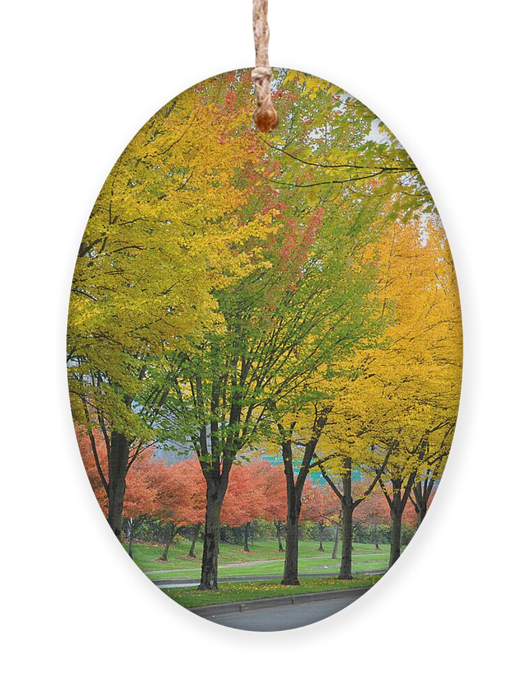Fall Ornament featuring the photograph Row Of Trees by Kirt Tisdale