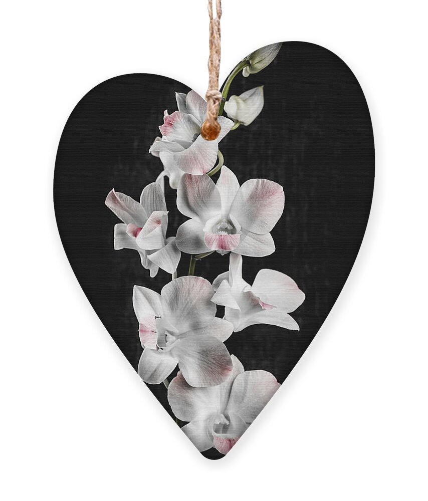 Orchid Ornament featuring the photograph Orchid flowers on black by Elena Elisseeva