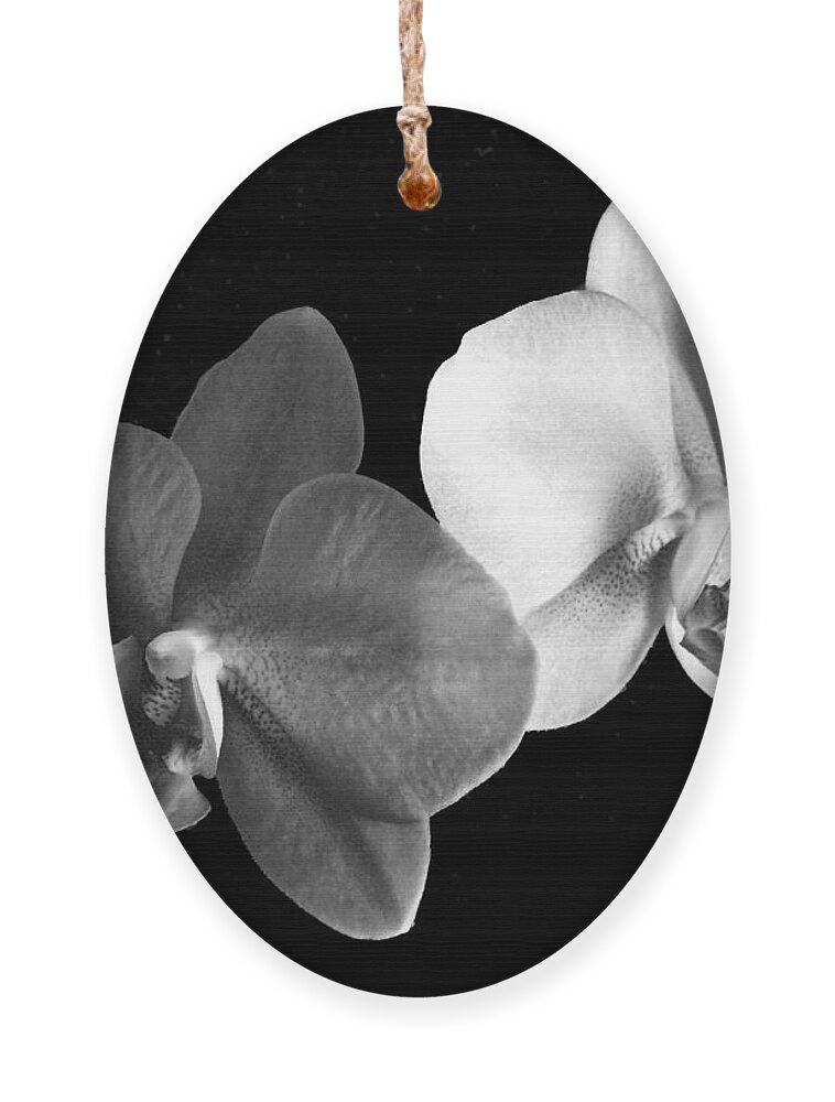 Floral Ornament featuring the photograph Orchid in black and white by Steve Karol