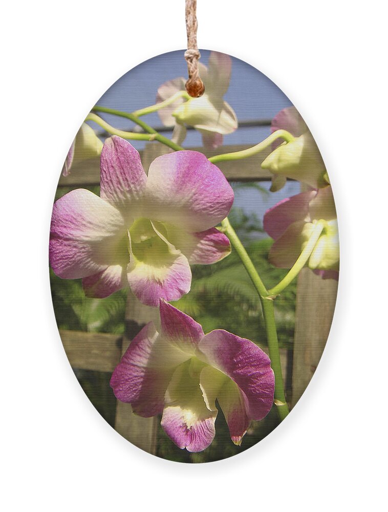 Orchid Ornament featuring the photograph Orchid Splendor by Karen Zuk Rosenblatt