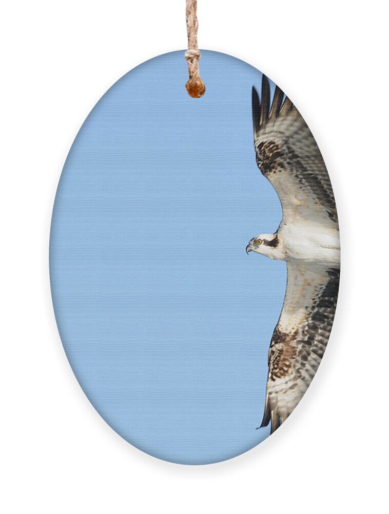 Osprey Ornament featuring the photograph Osprey in flight by Bradford Martin
