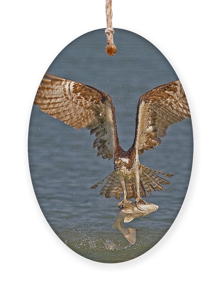 Osprey Ornament featuring the photograph Osprey Morning Catch by Susan Candelario