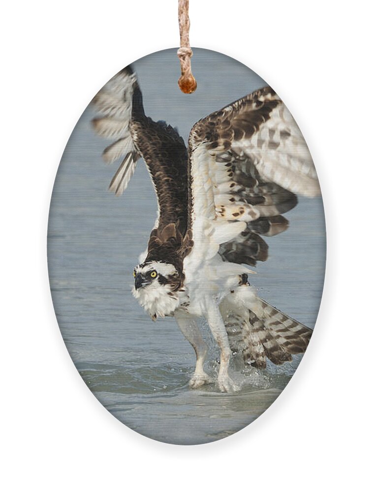 Osprey Ornament featuring the photograph Osprey taking off by Bradford Martin