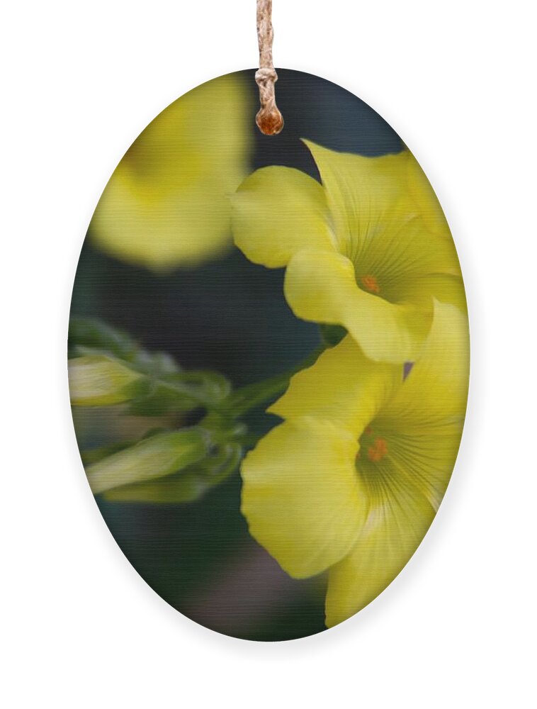 Oxalis Ornament featuring the photograph Oxalis by Vanessa Thomas
