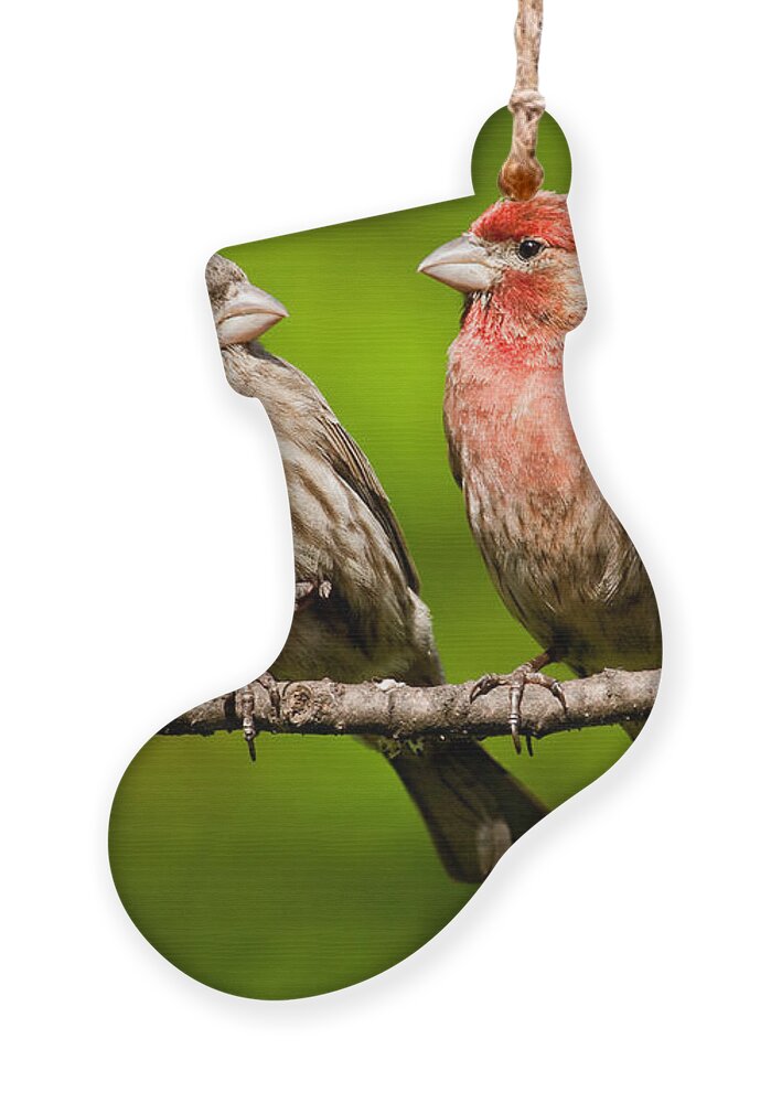Affectionate Ornament featuring the photograph Pair of House Finches in a Tree by Jeff Goulden