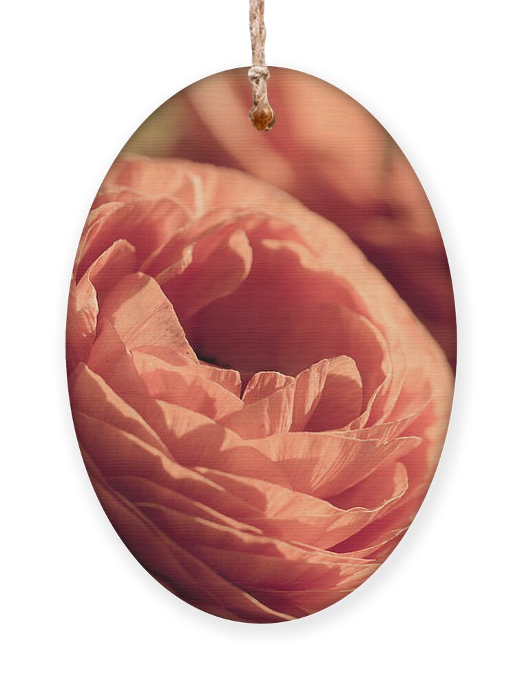 Flower Ornament featuring the photograph Pale Pink Petals by Ana V Ramirez