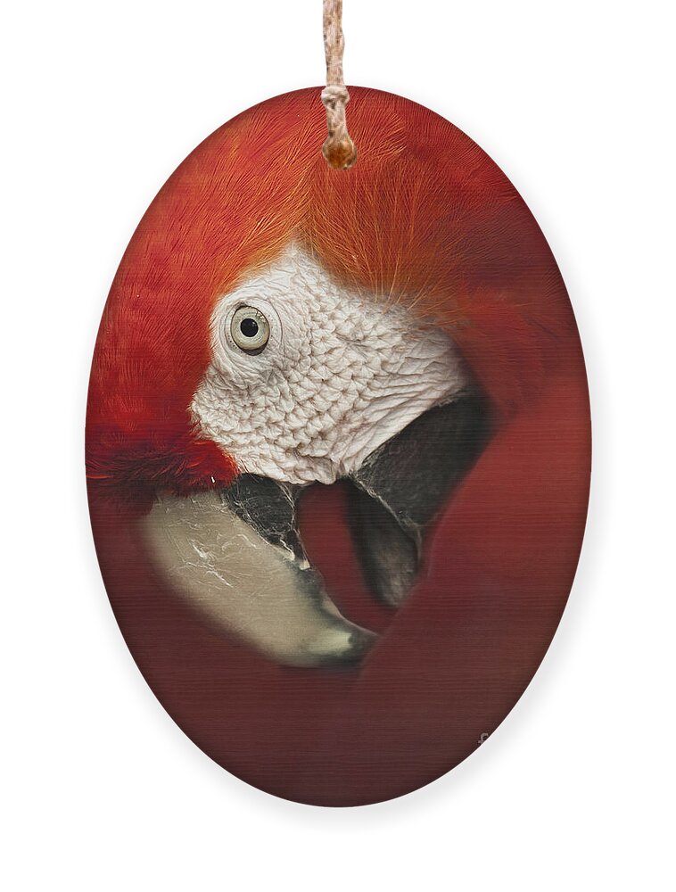 Parrot Ornament featuring the photograph Parrot Portrait by Pam Holdsworth