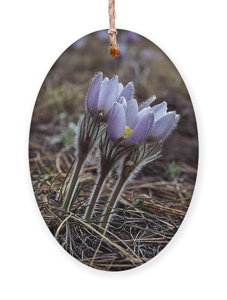 Flowers Ornament featuring the photograph Pasque flower by Steven Ralser