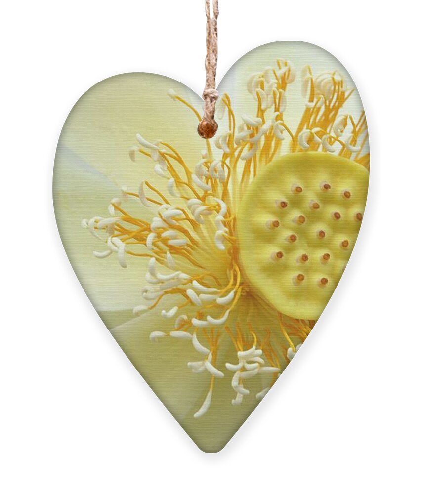 Flower Ornament featuring the photograph Pastel Lotus by Sabrina L Ryan
